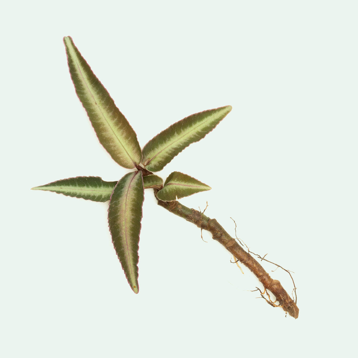 Ardisia Sp Pink Line Type 2 - Rare Pink Tropical Houseplant for Home & Office Decor | Perfect for Indoor Gardens, Terrariums, and Botanical Displays