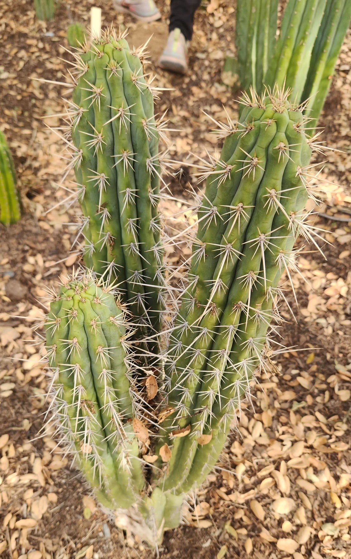 EC304 EXACT Trichocereus Puquiensis Linda Cactus Cutting 7-8 Inch | Rare Succulent Plant for Home Decor, Garden & Cactus Collection