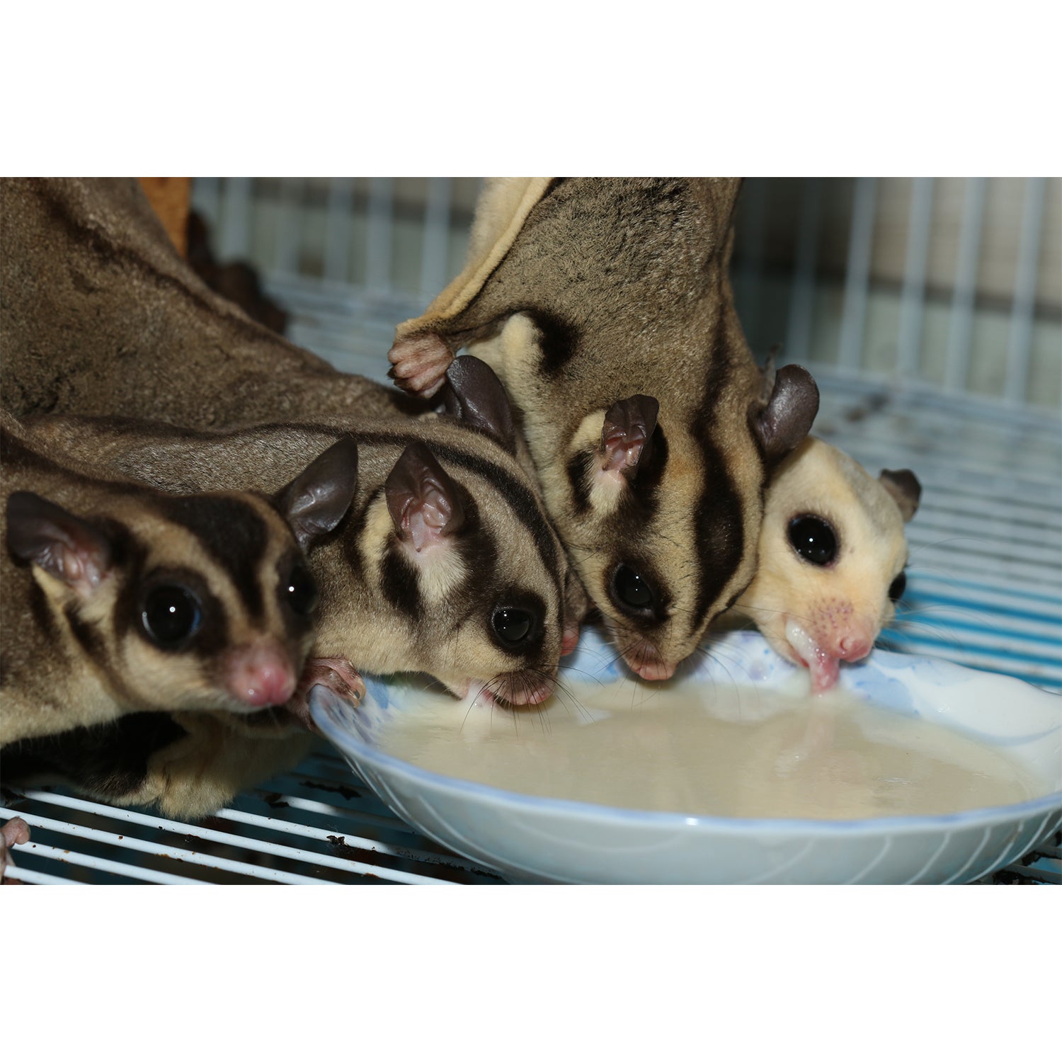 Glider Complete Food Starter Kit - Premium Sugar Glider Diet for Optimal Health - Perfect for New Pet Owners & Daily Feeding