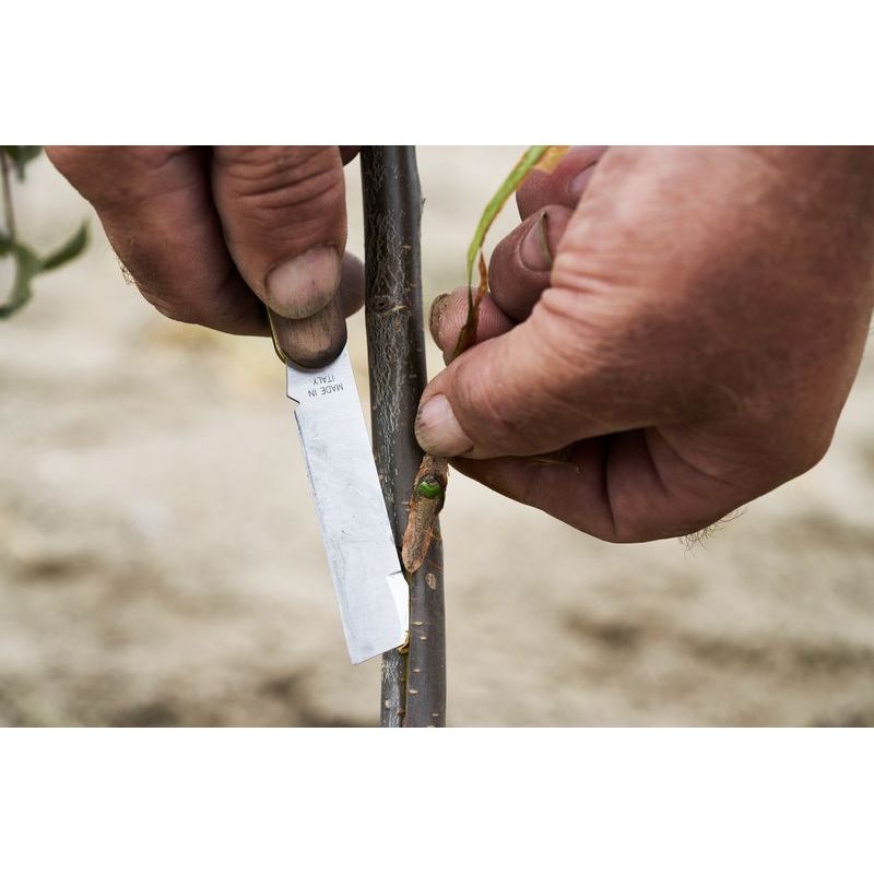 FELCO 512 Professional Budding and Grafting Knife - High-Quality Gardening Tool for Fruit Trees, Roses & Plants - Perfect for Pruning, Grafting & Budding in Home Gardens & Orchards