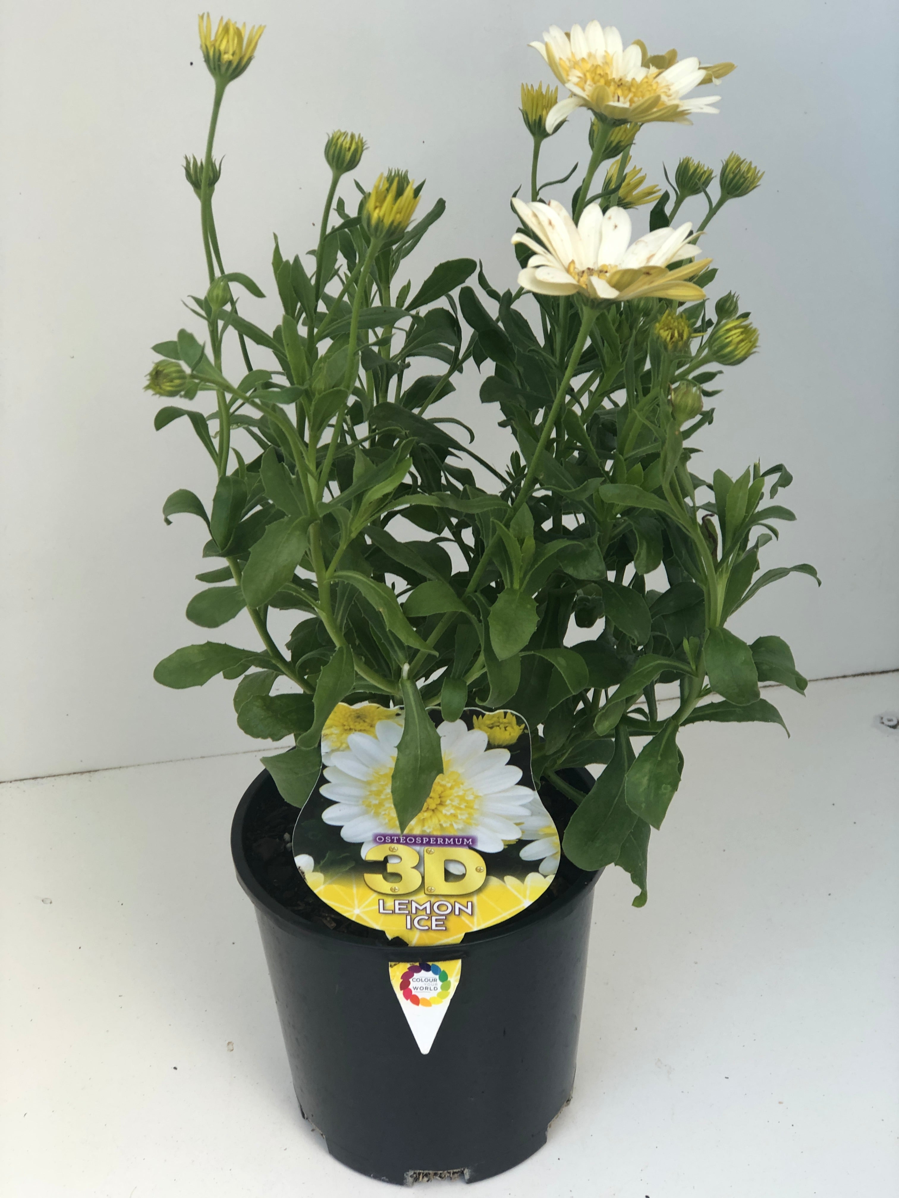 3D Lemon Ice Osteospermum Flower Seeds - Vibrant Yellow Daisy-Like Blooms for Gardens, Borders & Containers | Perfect for Pollinator-Friendly Landscaping & Cut Flower Arrangements