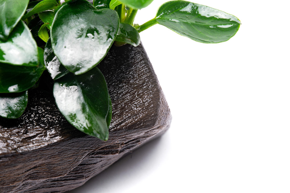 Anubias Nana Petite Live Aquarium Plant on Natural Driftwood - Perfect for Nano Tanks, Aquascaping & Fish Tank Decorations