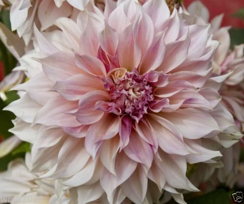 Dahlia Dinnerplate Ice Cube (2 Tuber) - Giant Flowers for Bouquets, Wedding Centerpieces & Garden Decor