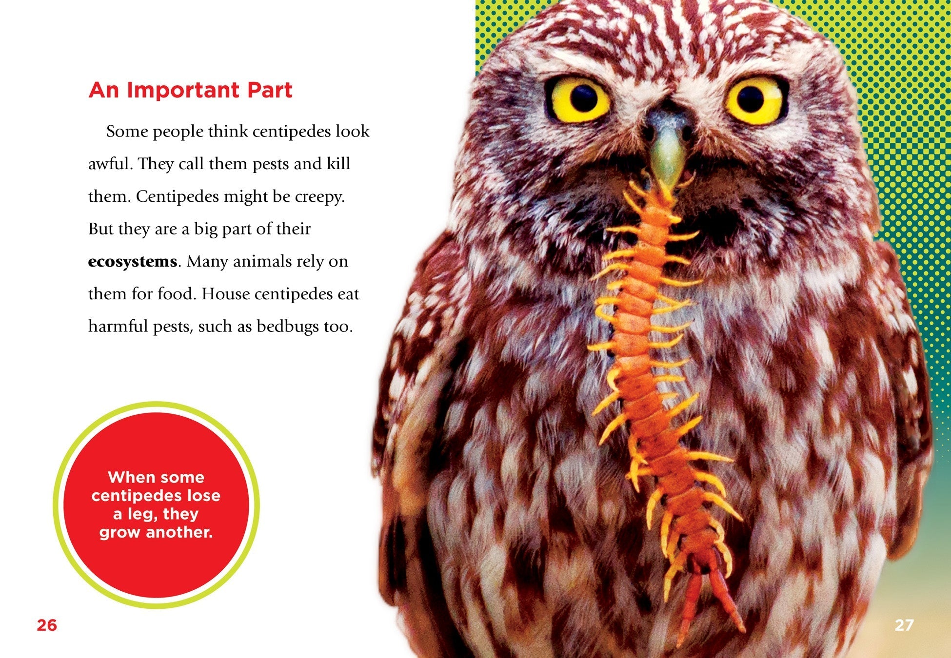 Centipedes: Fascinating Facts & Photos - 9781680728095 | Educational Book for Kids & Nature Lovers | Perfect for Homeschooling & Science Projects