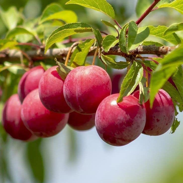 Rare Damson Prunus Domestica Blue Plum Live Plant - Mphmi Nursery | Fruit Tree for Home Garden, Landscaping & Fresh Plum Harvesting