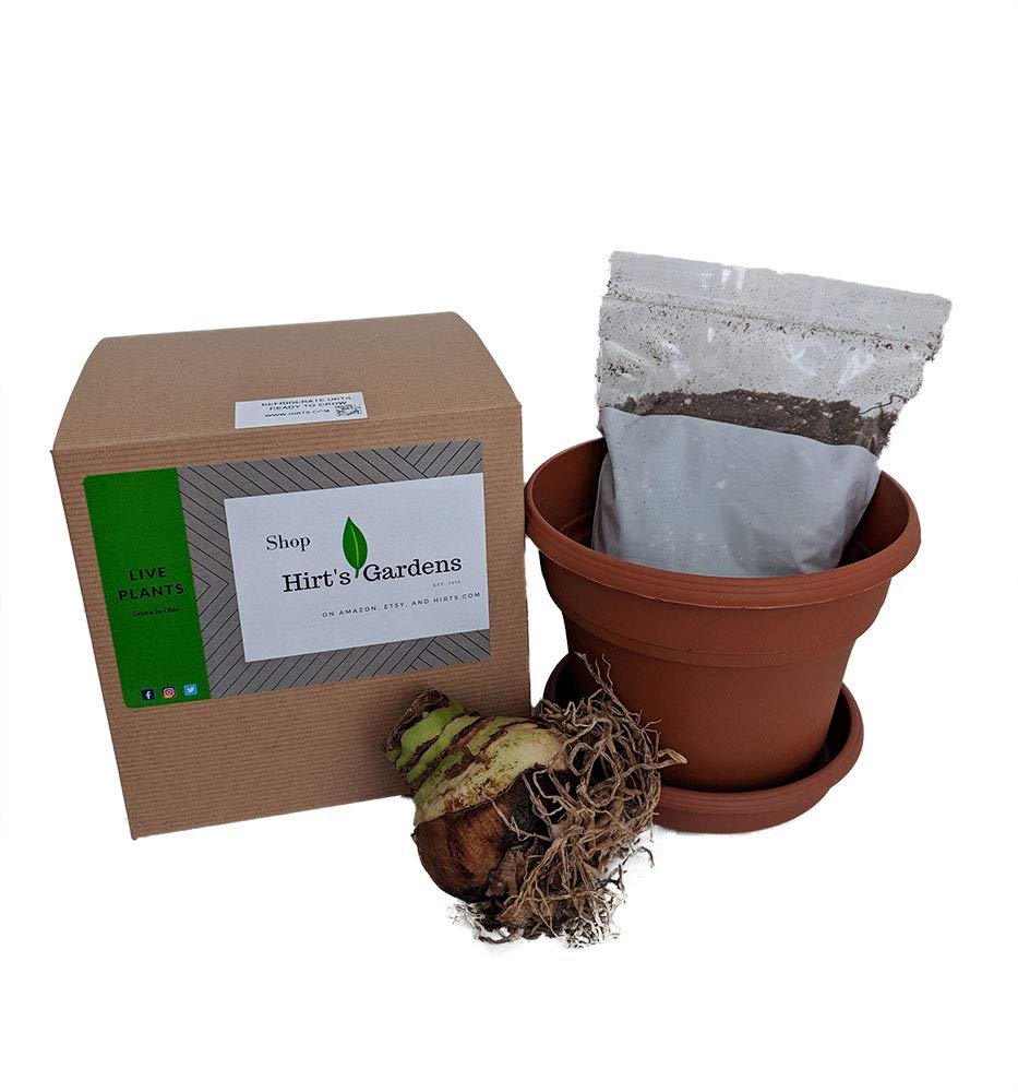 Minerva Amaryllis Growing Kit - Complete Set with Bulb, Pot & Soil - Perfect Holiday Gift for Plant Lovers - Indoor Gardening & Home Decor