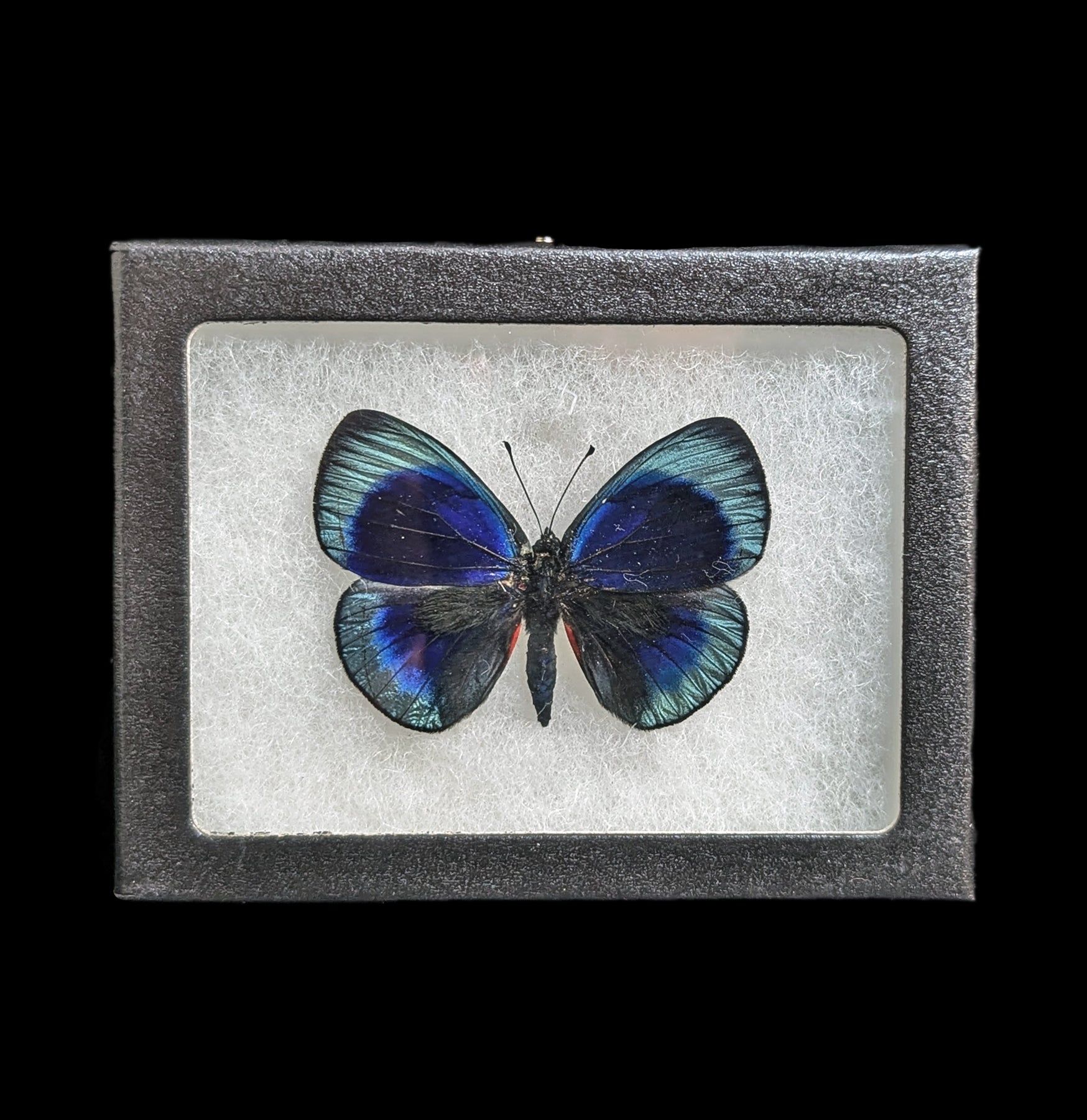 Mounted Asterope Leprieuri Butterfly Specimen - Rare Tropical Butterfly Display for Home Decor, Entomology Collections & Educational Use