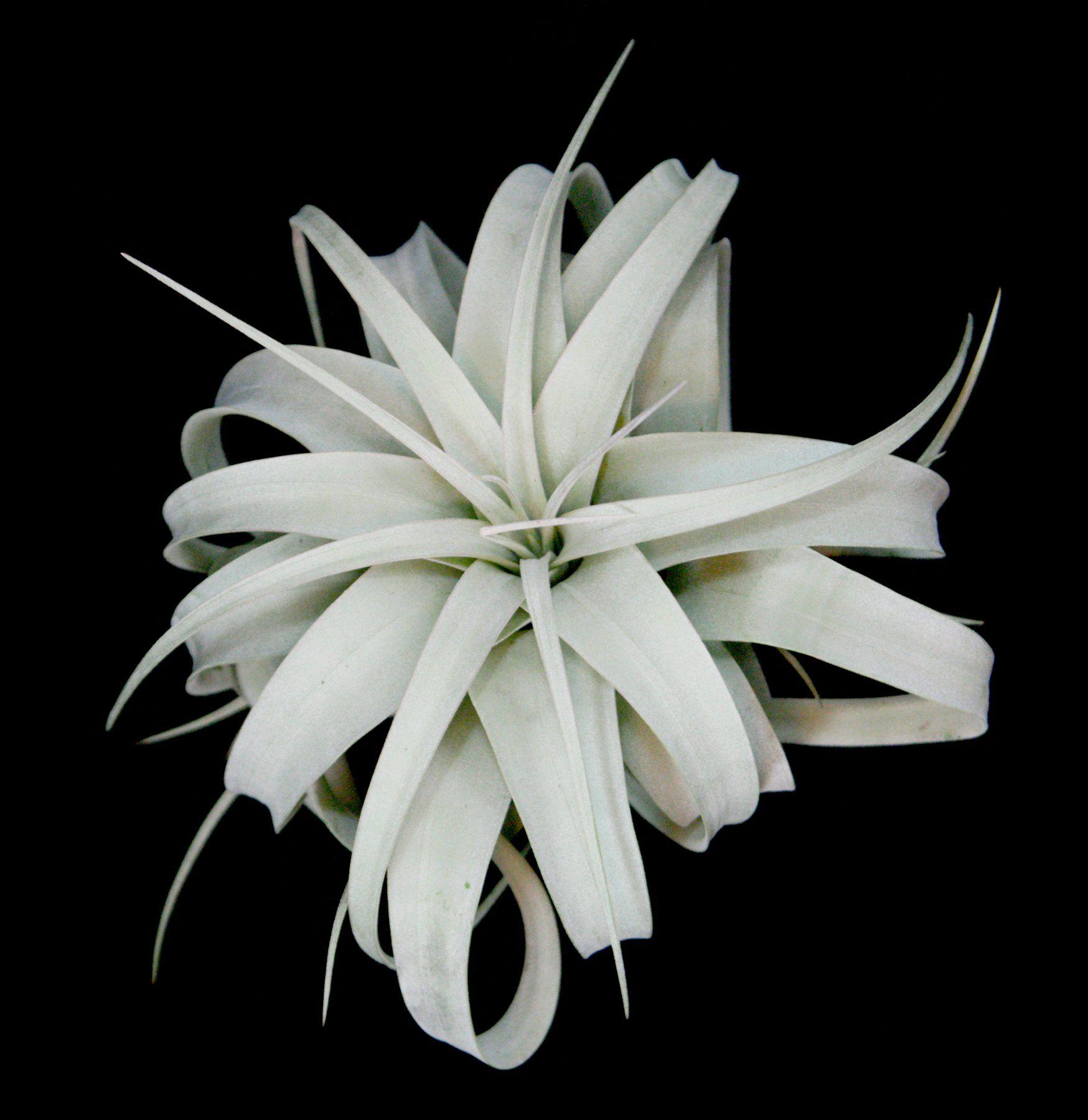 Tillandsia Xerographica Air Plant - Large Low Maintenance Indoor Plant for Home Decor, Terrariums, and Office Spaces