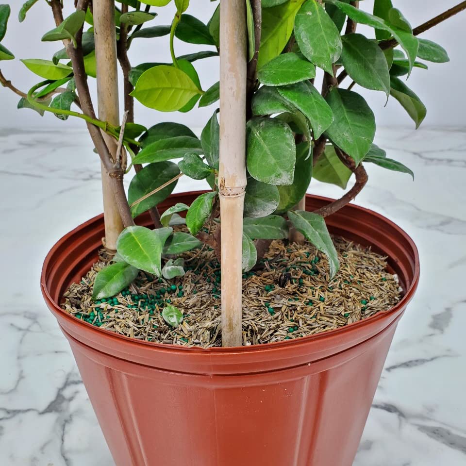 Confederate Jasmine Live Plant - 36