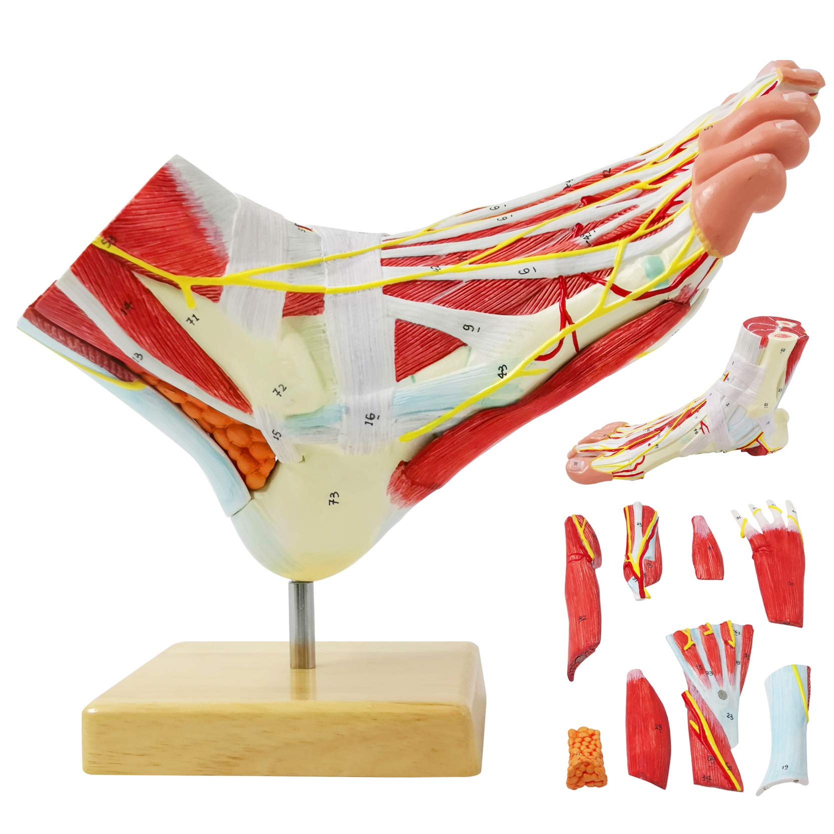 9-Part Anatomical Foot Model - Detailed Human Foot Bones, Muscles, Ligaments, Nerves & Blood Vessels with 81 Digital Markers | Medical Education, Physical Therapy & Classroom Learning Tool