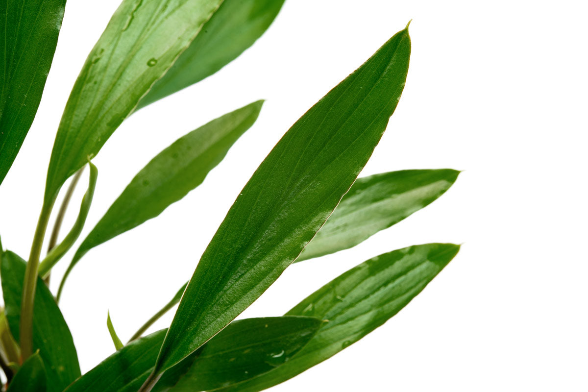 Homalomena Sekadau South Narrow Leaf Plant - Rare Tropical Houseplant for Indoor Decor, Office & Living Room Greenery - Perfect for Home Jungle & Urban Gardening