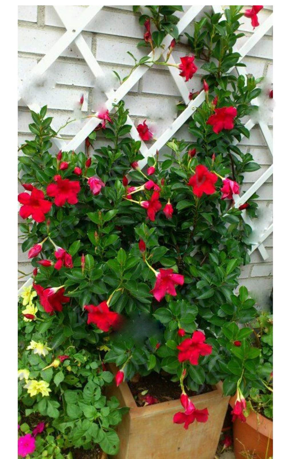 100pcs Hibiscus Seeds - Climbing Perennial Flowering Plants for Indoor & Outdoor Garden - Beautiful Ornamental Plant Seeds for Home Decor, Landscaping, and Balcony Gardening