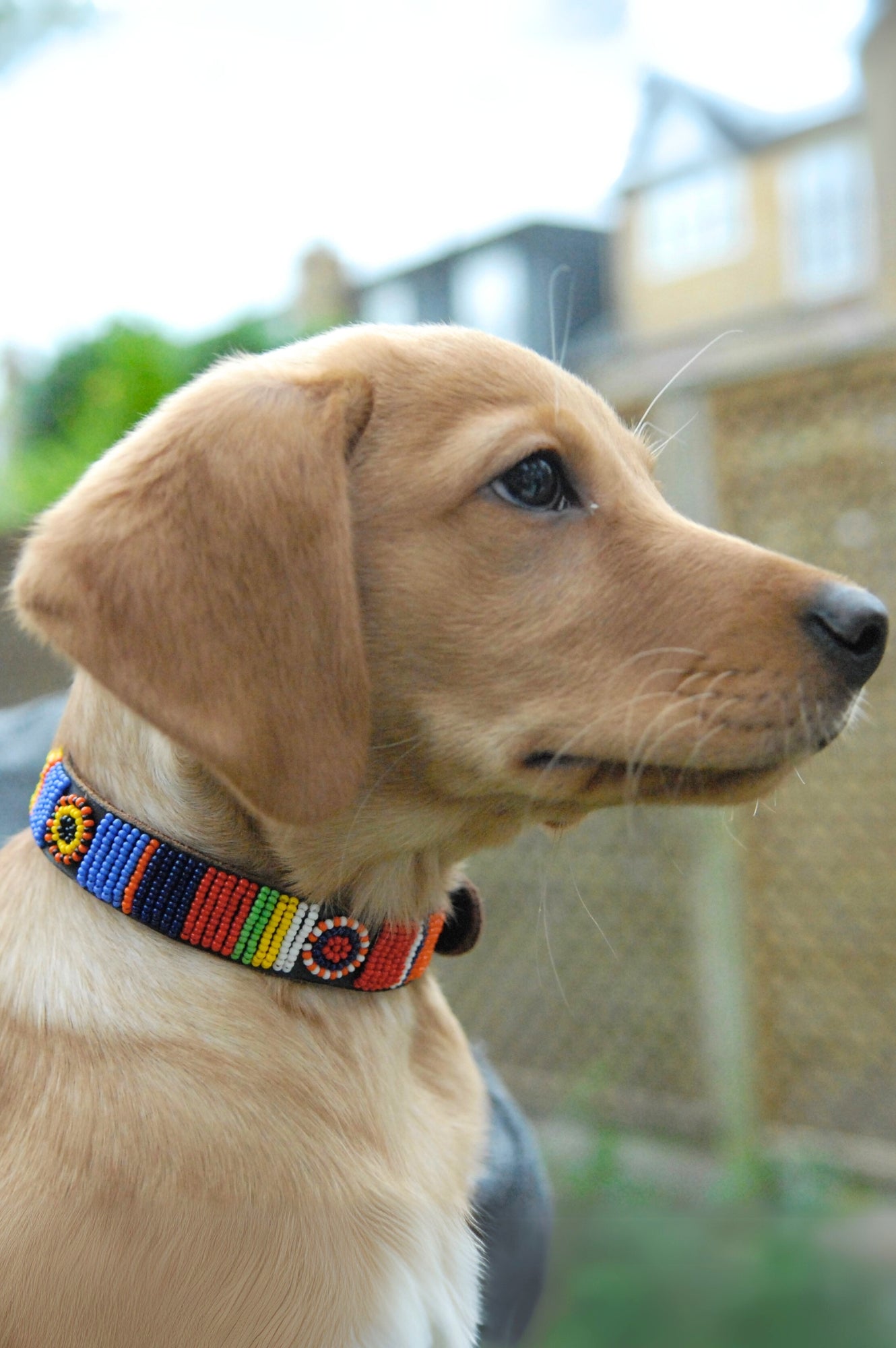 Premium Dog Collar with Maasai Multi-Color Design - Durable & Adjustable Pet Collar for Small, Medium & Large Dogs - Perfect for Walks, Training & Outdoor Adventures