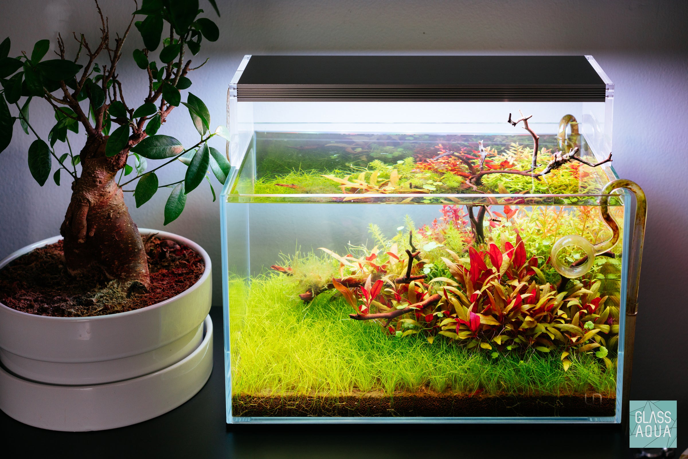 Natural Manzanita Wood Branches for Reptile Habitats, Bird Perches & Home Decor | Eco-Friendly, Durable & Safe for Pets