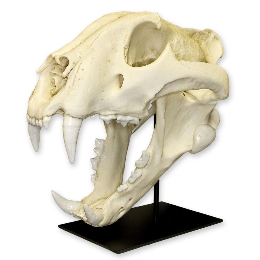 Replica Bengal Tiger Skull - Lifelike Animal Skull Model for Home Decor, Halloween Props, and Educational Displays