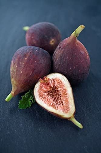 LSU Purple Fig Tree - 2 Gallon Live Fruit Plant for Home Garden | Fresh Figs for Cooking, Baking & Healthy Snacks | No Shipping to AZ, OR