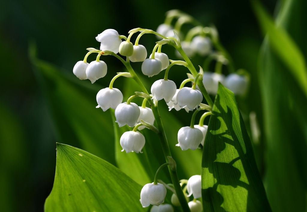 Lily of the Valley White Perennial Plants (5 Roots) - Shade Loving Ground Cover for Gardens, Borders & Wedding Bouquets