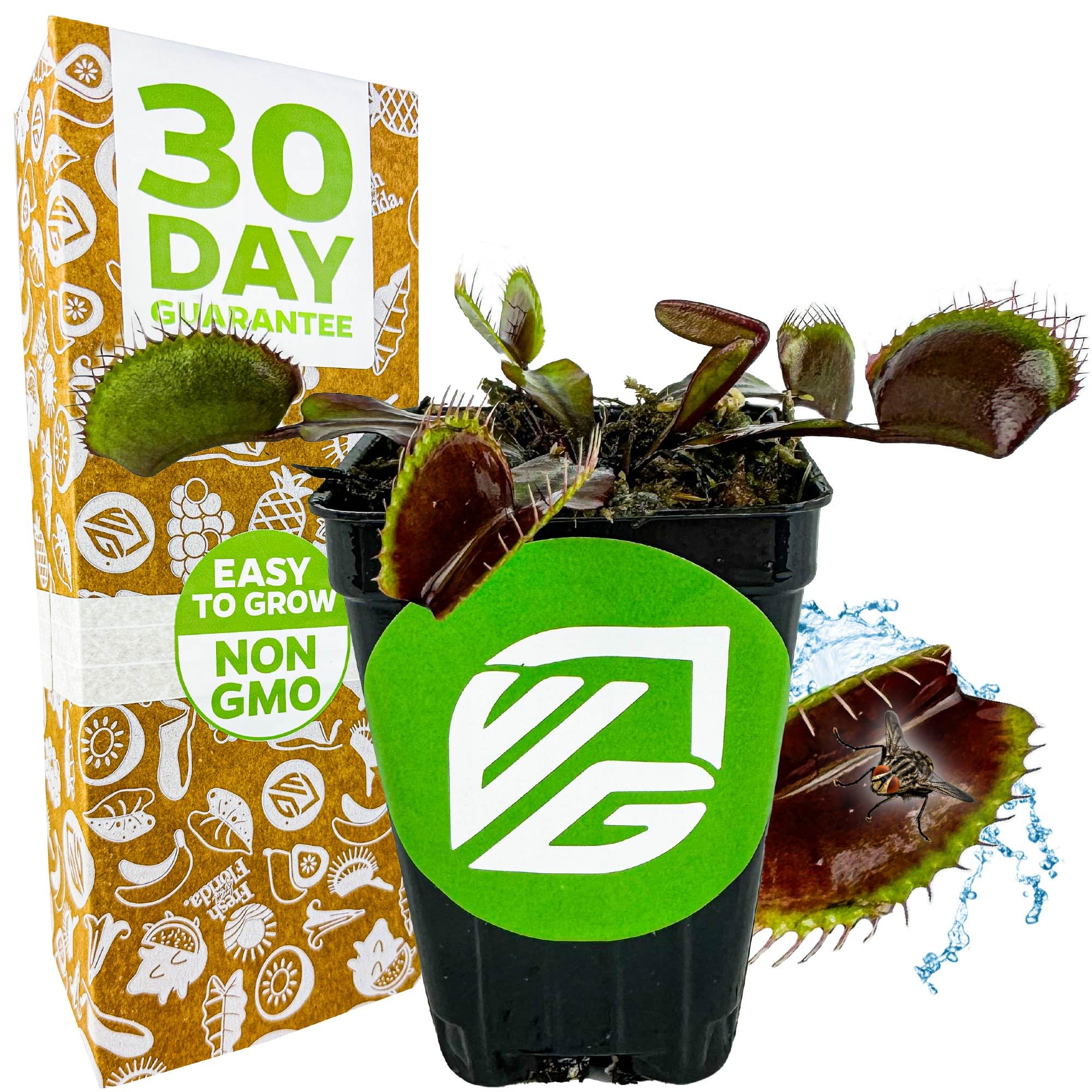Red Dragon Venus Fly Trap Live Plant (Dionaea Muscipula) - Rare Carnivorous Plant for Home & Garden - Unique Red Trap Starter Plant by Wellspring Gardens - Perfect for Terrariums, Windowsills & Insect Control