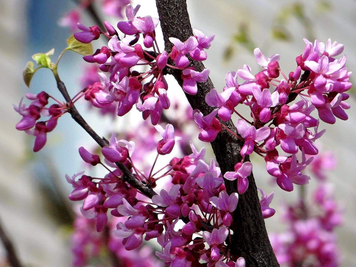 Judas Tree Bonsai Seeds (Cercis Siliquastrum) - 15 European Redbud Flowering Seeds for Planting, Beautiful Pink Sakura-Like Blooms - Perfect for Home Gardens, Bonsai Cultivation, and Romantic Landscaping