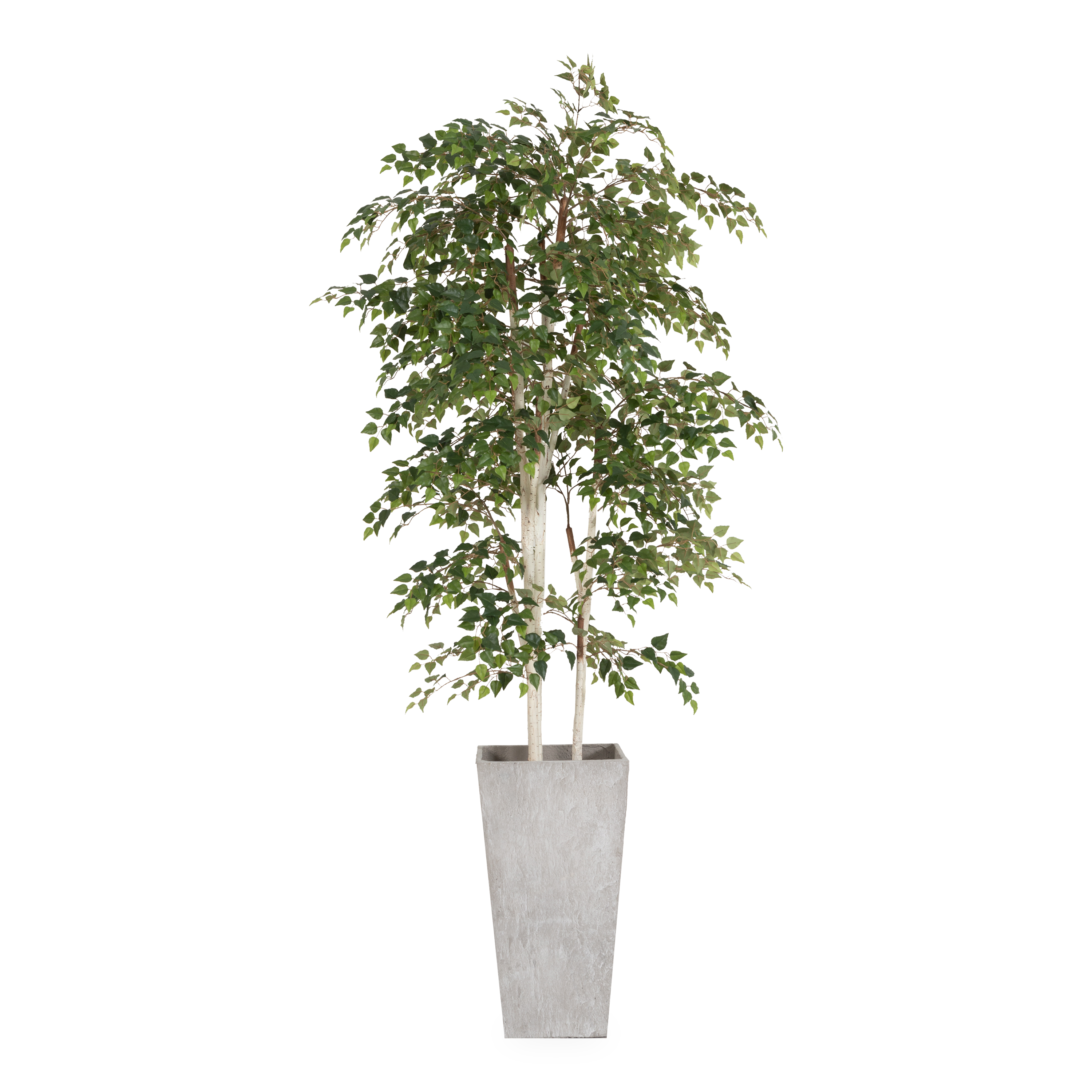 Premium Birch Tree in Durable Fiber Cement Planter - Perfect for Indoor/Outdoor Home Decor, Office Spaces & Garden Landscaping
