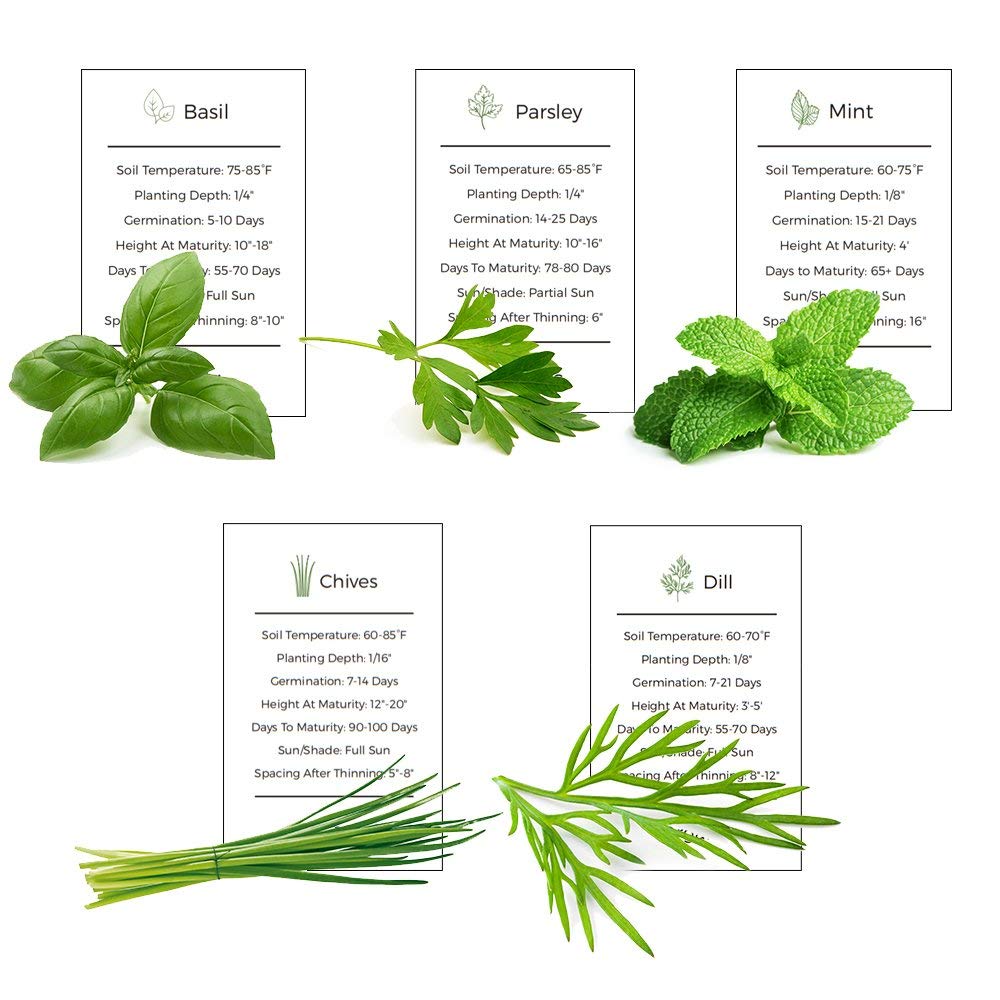 Organic Herb Garden Seeds Collection - 5 Culinary Herb Seeds Pack (Basil, Parsley, Mint, Chives, Dill) - Non-GMO Heirloom Seeds for Planting Indoor/Outdoor - Perfect for Kitchen Gardening, DIY Gifts & Homegrown Seasonings