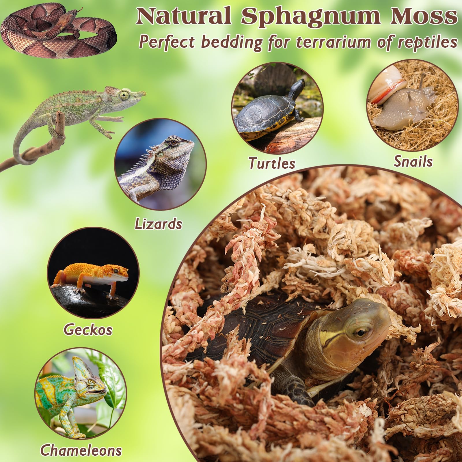 Premium 1.1LBS Sphagnum Moss for Reptiles - 25QT Long Fiber Terrarium Moss for Leopard Geckos, Frogs, Anoles, Snakes & Turtles | Natural Peat Moss Bedding for Reptile Habitats & Live Plants | Ideal for Moisture Retention & Nesting