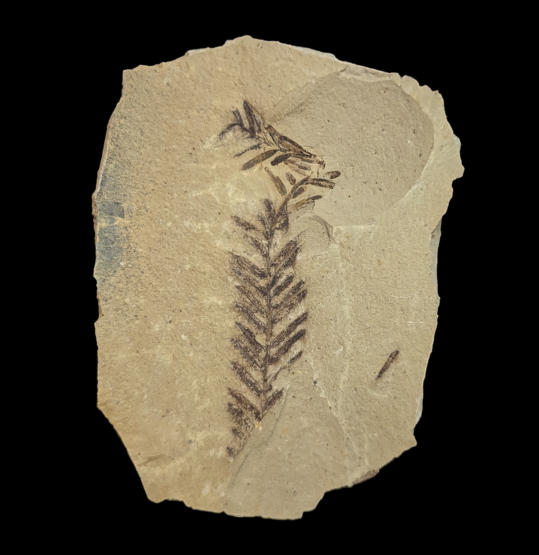 Authentic Metasequoia Redwood Leaf Fossil - Rare Plant Fossil Specimen for Collectors, Home Decor & Educational Use | Perfect for Geology Enthusiasts, Nature Lovers & Classroom Displays