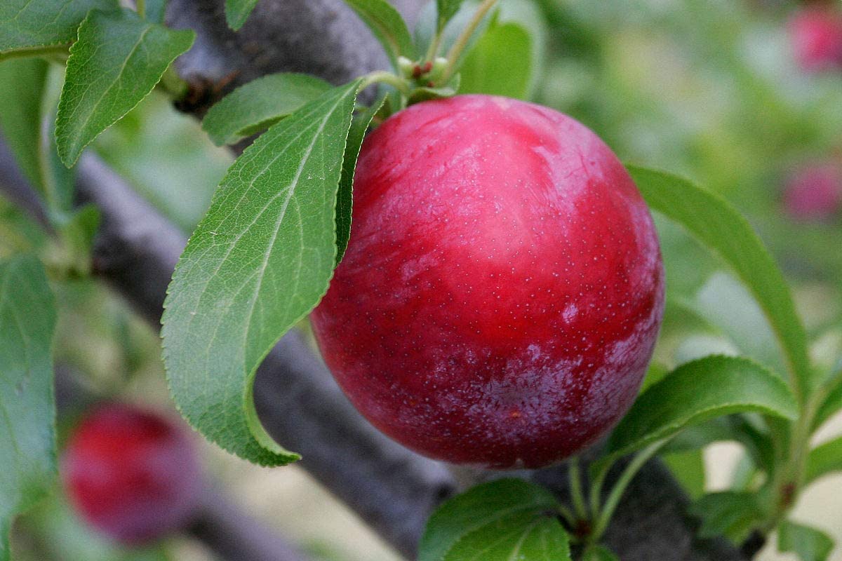 Buy Mphmi Plum Plant (Prunus Domestica Aloo Bukhara) - Fresh Fruit Tree for Home Garden, Backyard Orchard & Landscaping | Perfect for DIY Gardening, Organic Farming & Outdoor Decor