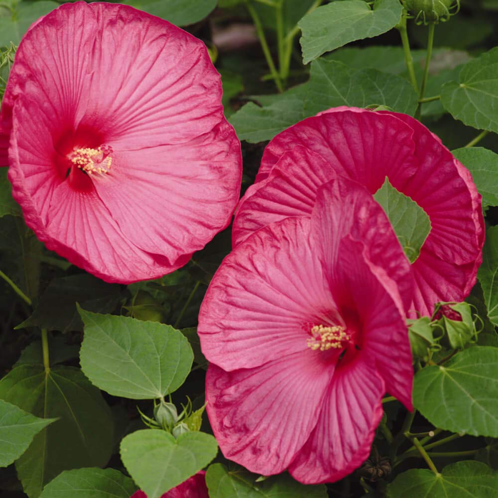 Outsidepride Perennial Hibiscus Luna Rose Flower Seeds - 10 Seeds for Planting, Gardening & Landscaping - Attracts Butterflies & Hummingbirds