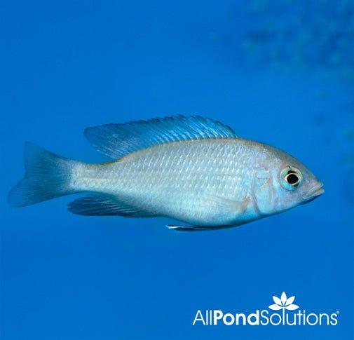 Malawi Blue Dolphin Cichlid (Cyrtocara moorii) - Stunning Aquarium Fish for Freshwater Tanks & African Cichlid Enthusiasts