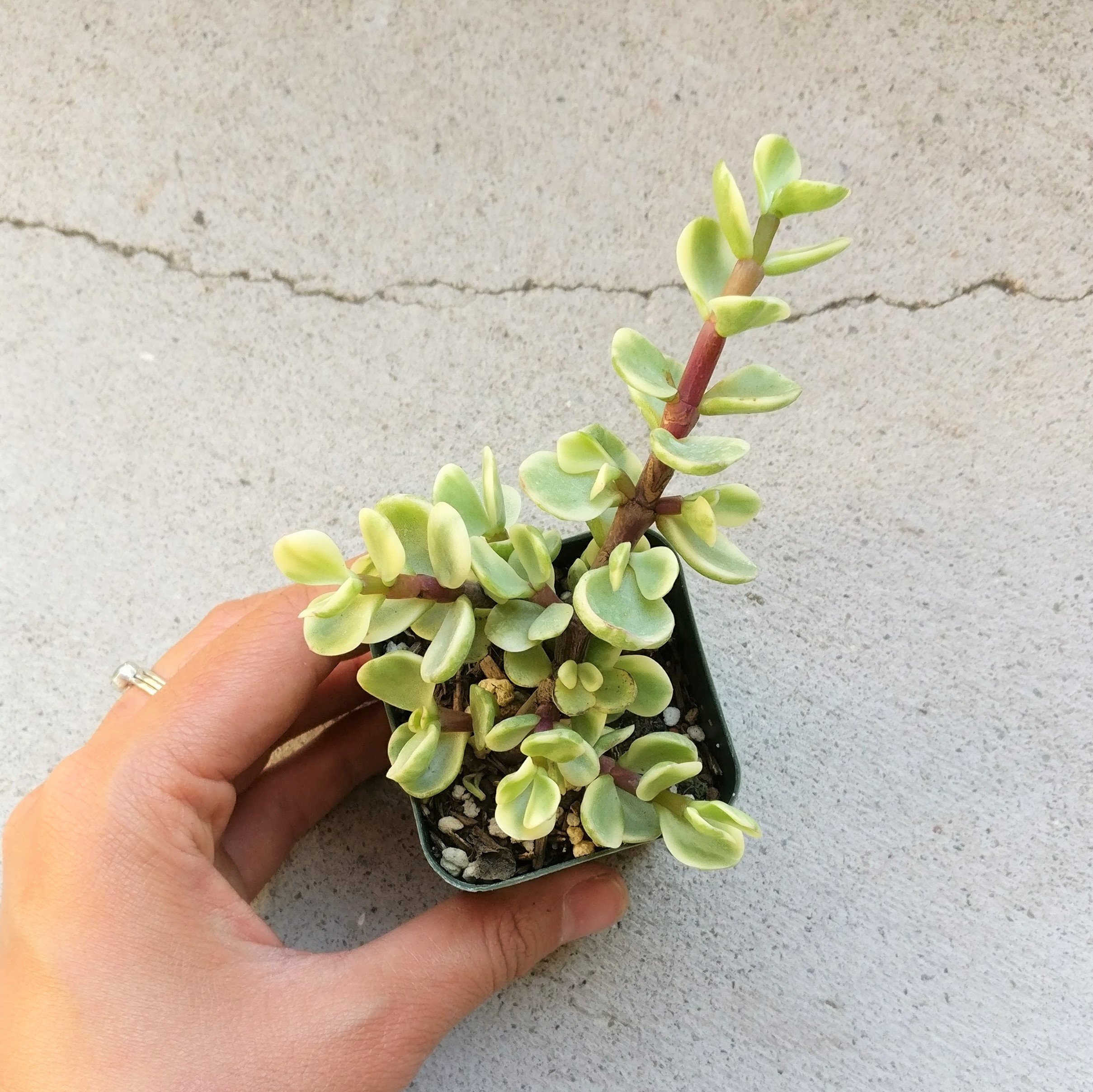 Variegated Elephant Bush (Portulacaria afra) - Live Succulent Plant with 2 Inch Clay Pot | Lucky Money Tree for Home Office Decor | Unique Gift for Plant Lovers, Feng Shui & Indoor Gardening Enthusiasts