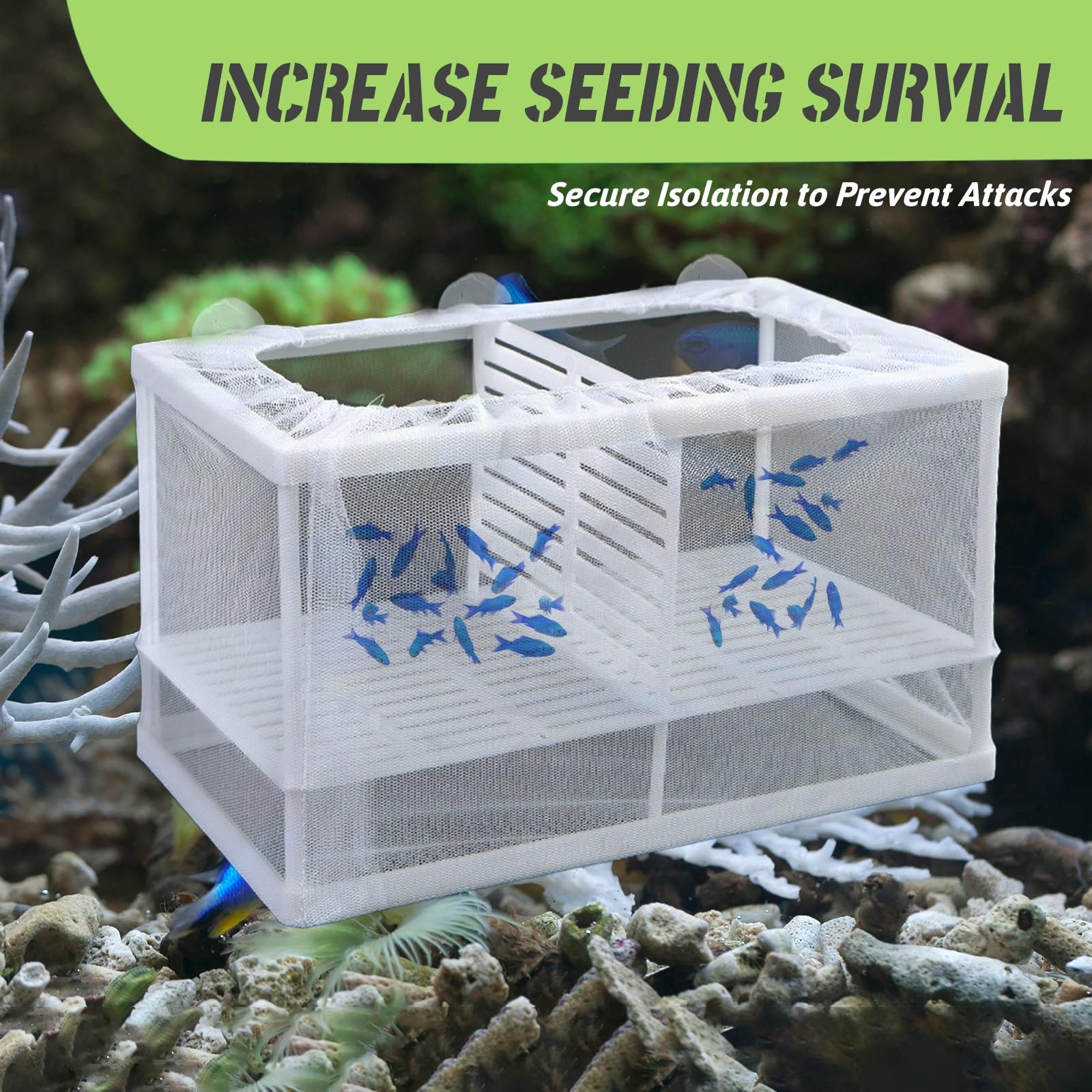 Aquarium Fish Breeder Box with Suction Cups - Isolation Divider for Baby Fish, Shrimp, Clownfish, Guppy - Perfect for Breeding, Quarantine & Tank Separation - Ideal for Freshwater & Saltwater Aquariums