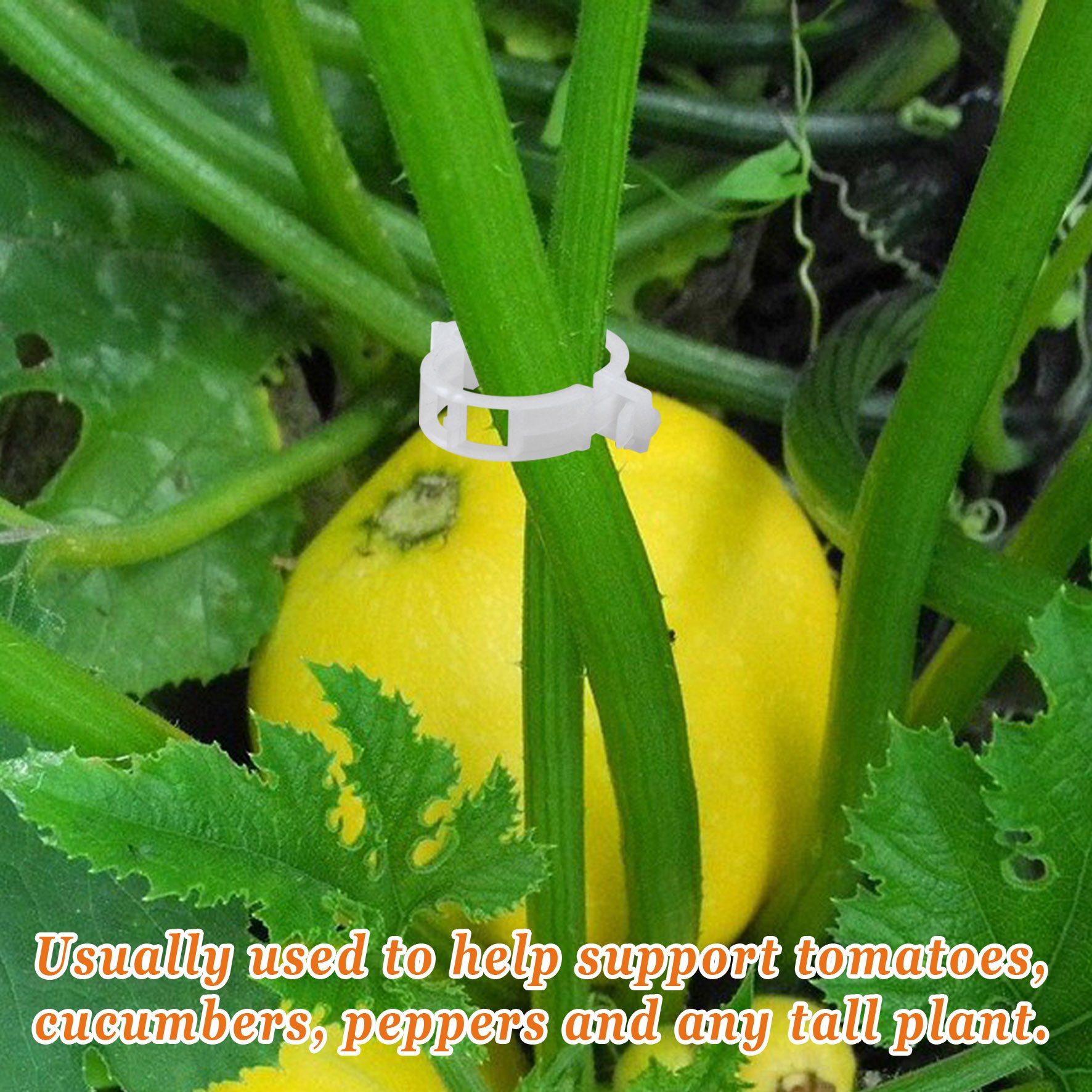 Strong 25mm Tomato Clips for Garden Trellis Support - 100 Pack for Vegetables & Vines