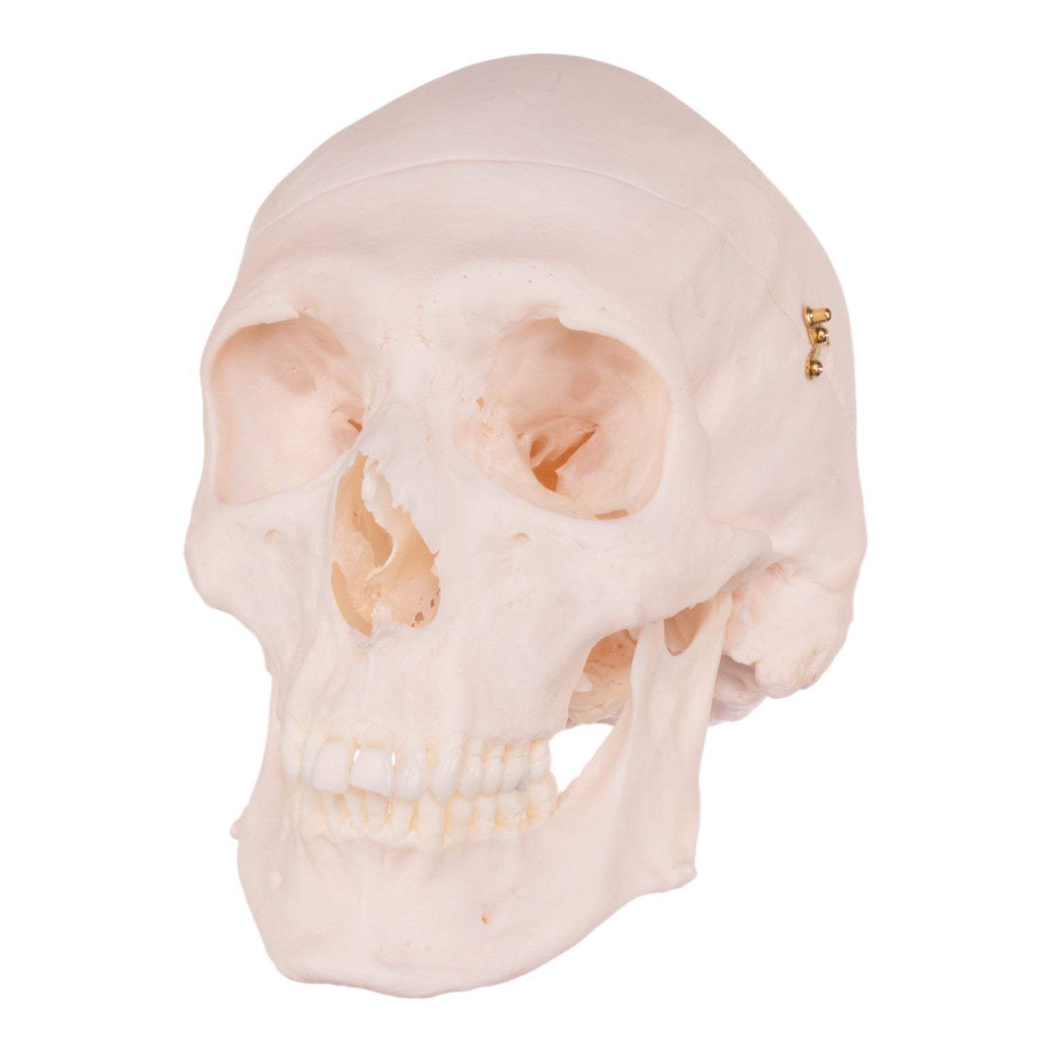 Premium Anatomical Human Skull Model - Accurate Medical & Educational Replica for Students, Doctors & Collectors - Perfect for Classroom Study, Medical Training & Halloween Decor