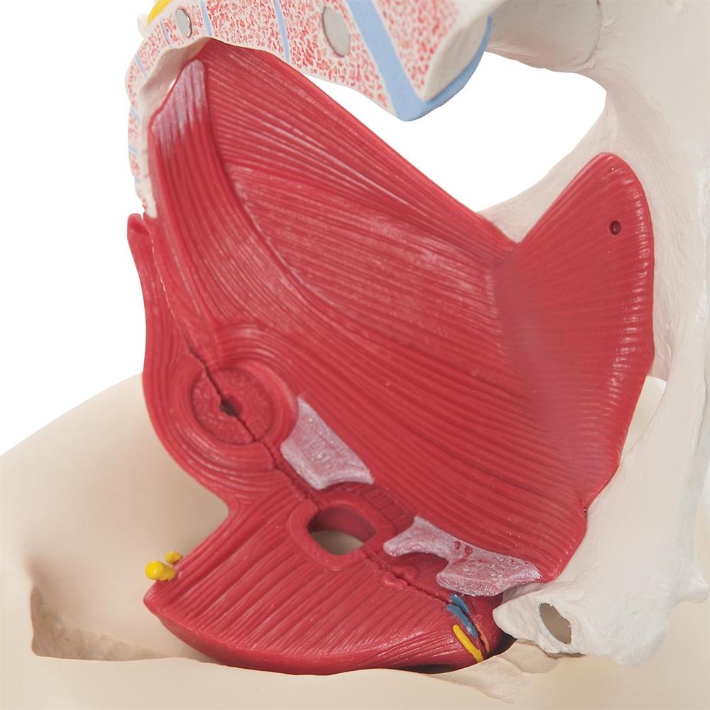 Female Pelvis Anatomy Model with Ligaments, Pelvic Floor & Organs - 6-Part Detachable Medical Educational Tool for Students, Doctors & Physical Therapists - Perfect for Classroom, Clinic & Home Study