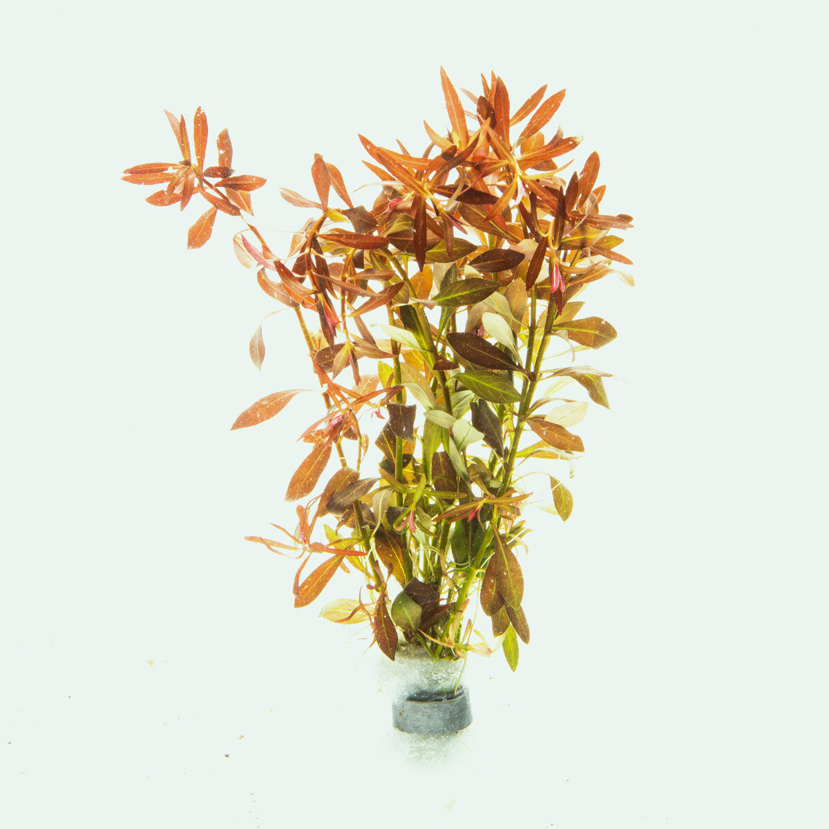 Ludwigia Brevipes Aquatic Plant for Freshwater Aquariums - Perfect for Aquascaping, Fish Tanks & Planted Aquariums