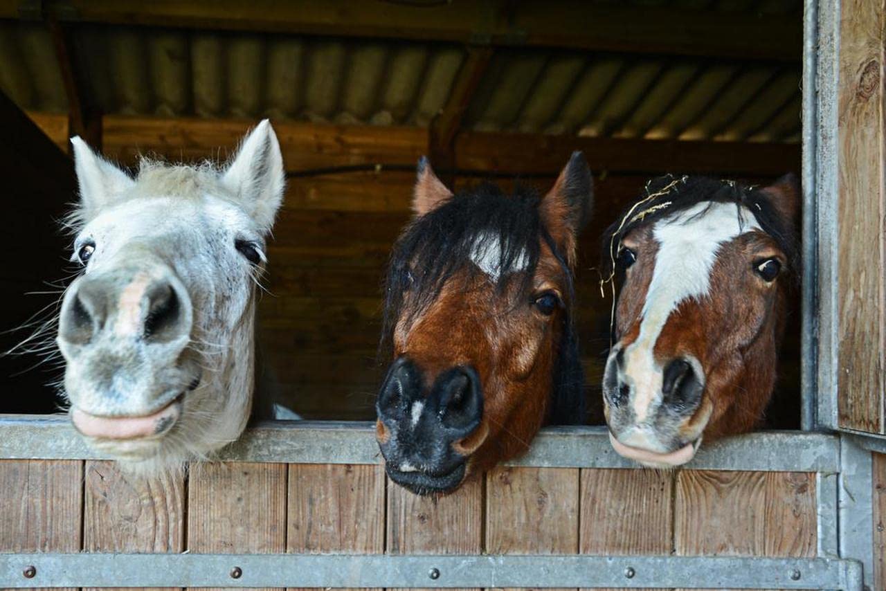 Happy Horse Faces in Stable - Farm Animal Portrait Canvas Print Poster (12x16 Inch) - Unframed Wall Art for Home, Bar & Coffee Shop Decor - Perfect for Country, Ranch & Western Style Interiors