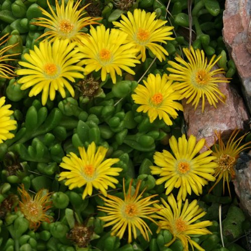 100 Gelato Yellow ICE Plant Mesembryanthemum Daisy Livingstone Flower Seeds - Drought-Tolerant Ground Cover for Sunny Gardens & Rock Landscapes
