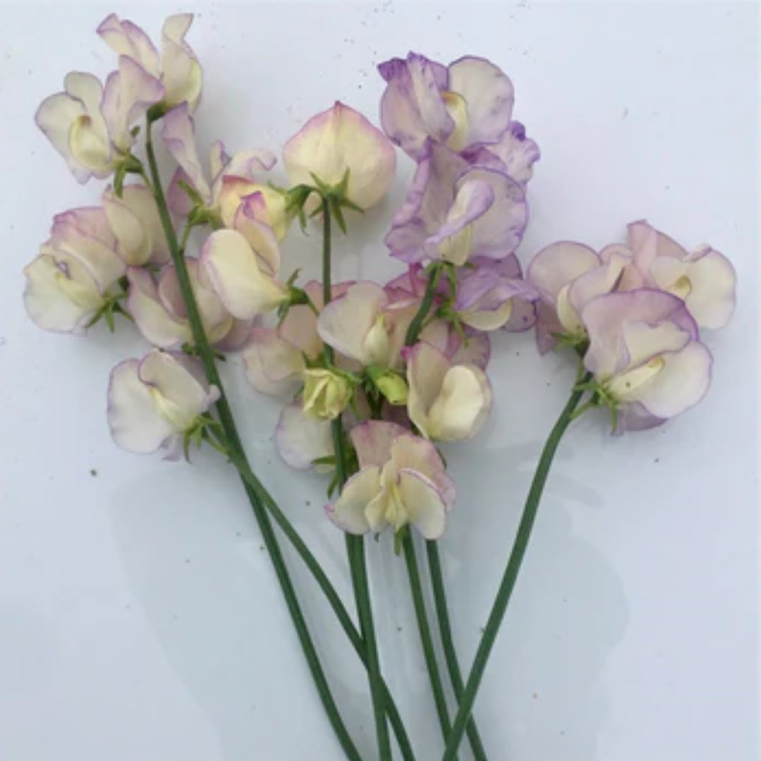 April in Paris Sweet Pea Seeds - Fragrant Climbing Flowers for Garden Trellis & Outdoor Decor | Perfect for Wedding Bouquets & Spring Planting