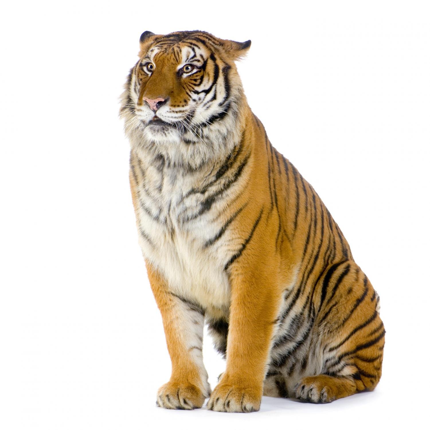 Wallmonkeys Sitting Tiger Peel and Stick Wall Decal - 18 x 18 Inches - Removable Tiger Wall Art for Home, Office & Nursery Decor - Easy to Apply & Reposition