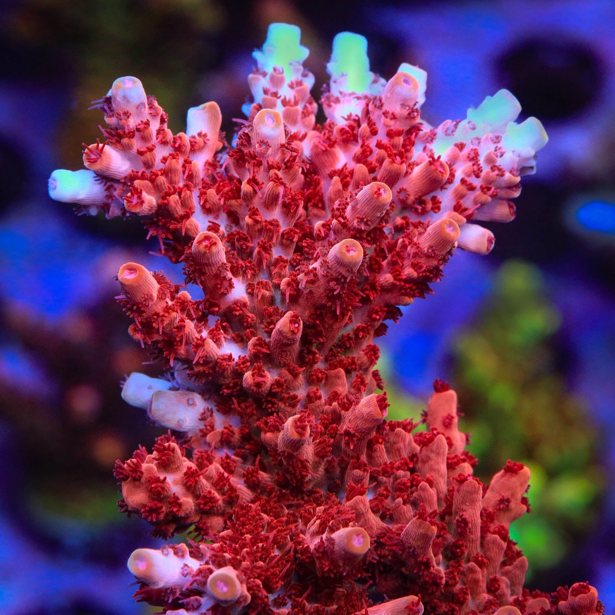 Premium CB Maleficent Acropora Coral for Saltwater Aquariums - Vibrant Purple SPS Coral for Reef Tanks & Marine Aquascaping
