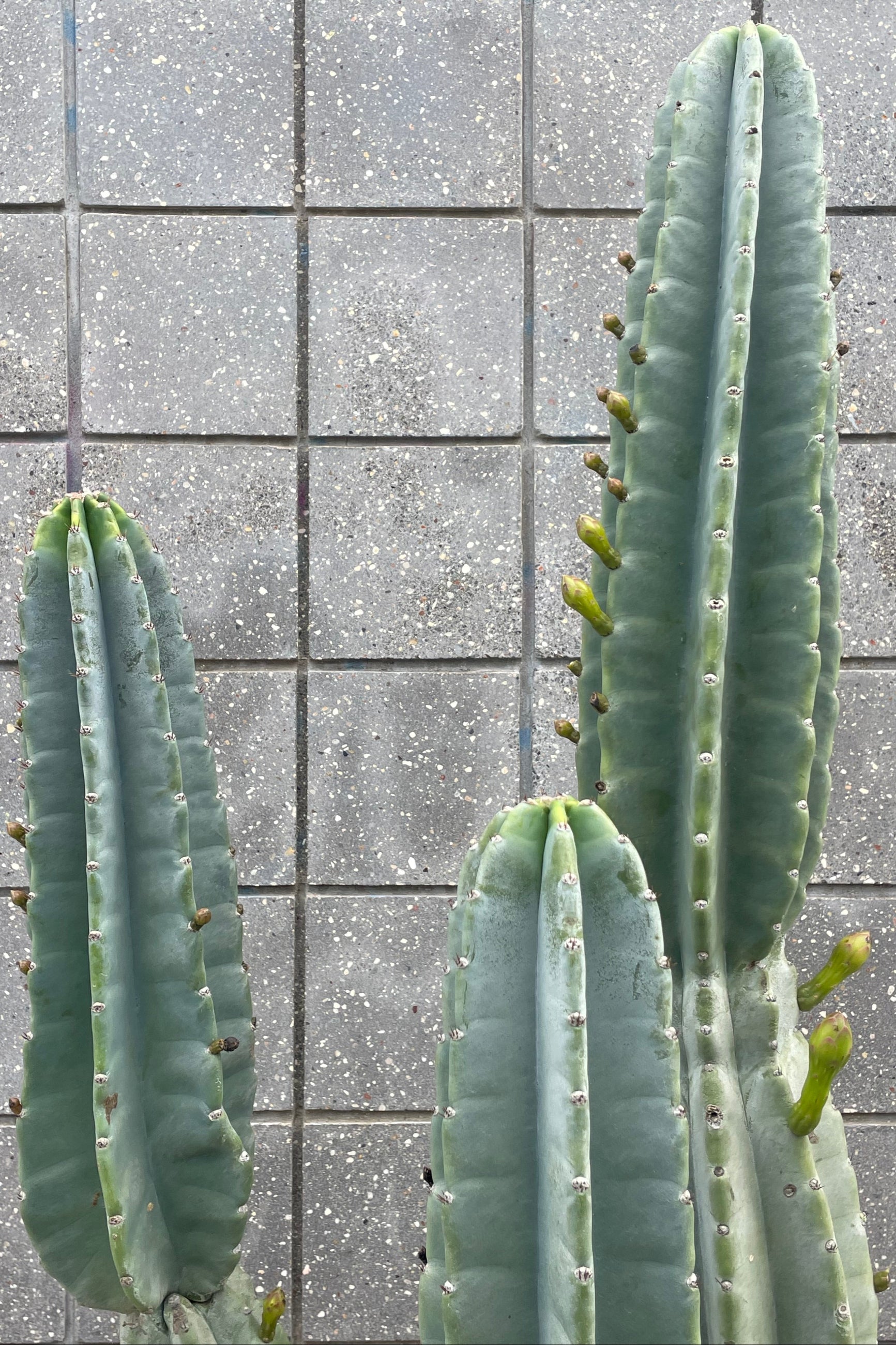 Buy Cereus Peruvianus #15 - Live Cactus Plant for Home & Garden Decor, Office Desk, or Succulent Collection