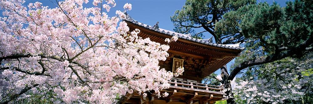 Peel & Stick Wall Mural - Japanese Tea Garden with Cherry Blossoms Wallpaper (36