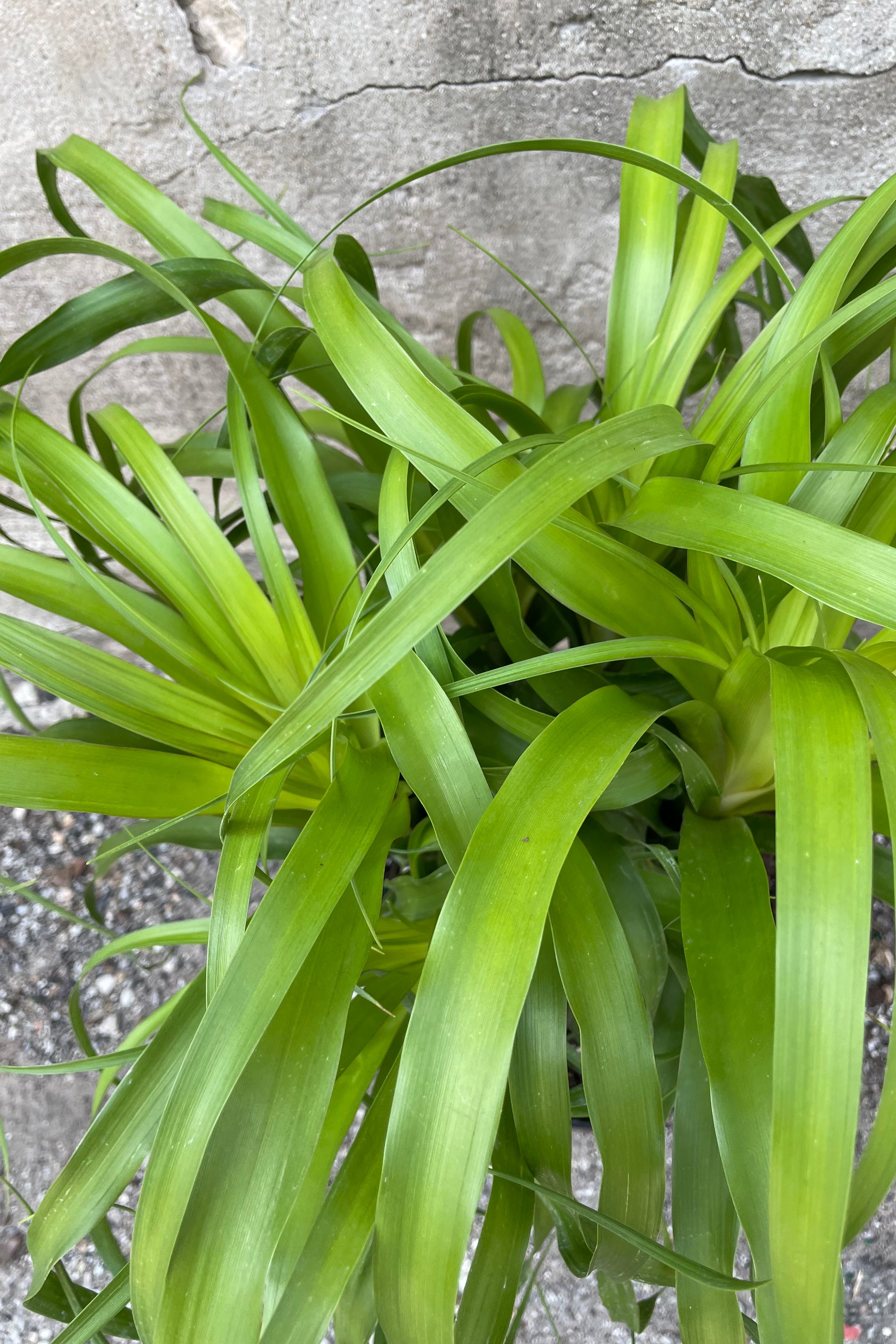 Beaucarnea Guatemalensis Ponytail Palm - 10 Inch Indoor Plant for Home & Office Decor | Perfect for Living Room, Bedroom, or Desk