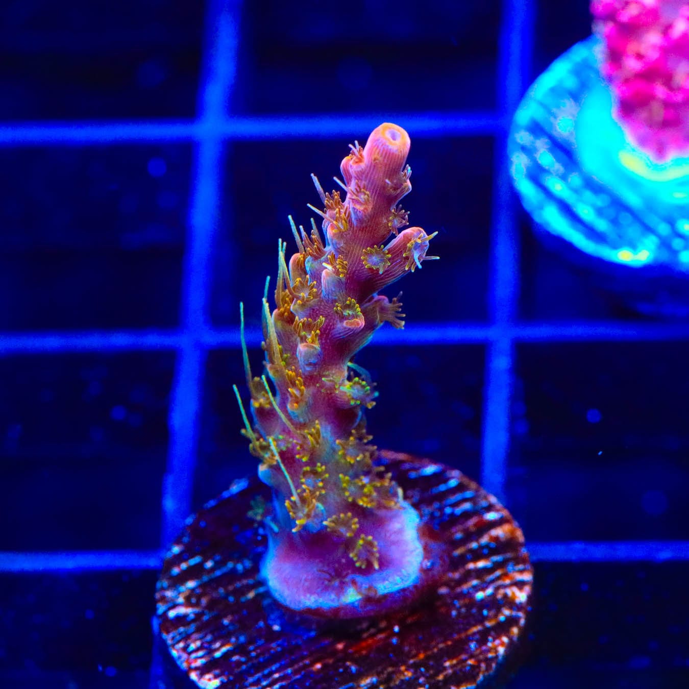 Premium CC Voodoo Majick Acropora Coral for Saltwater Aquariums - Vibrant Live Coral for Reef Tanks & Marine Aquascaping