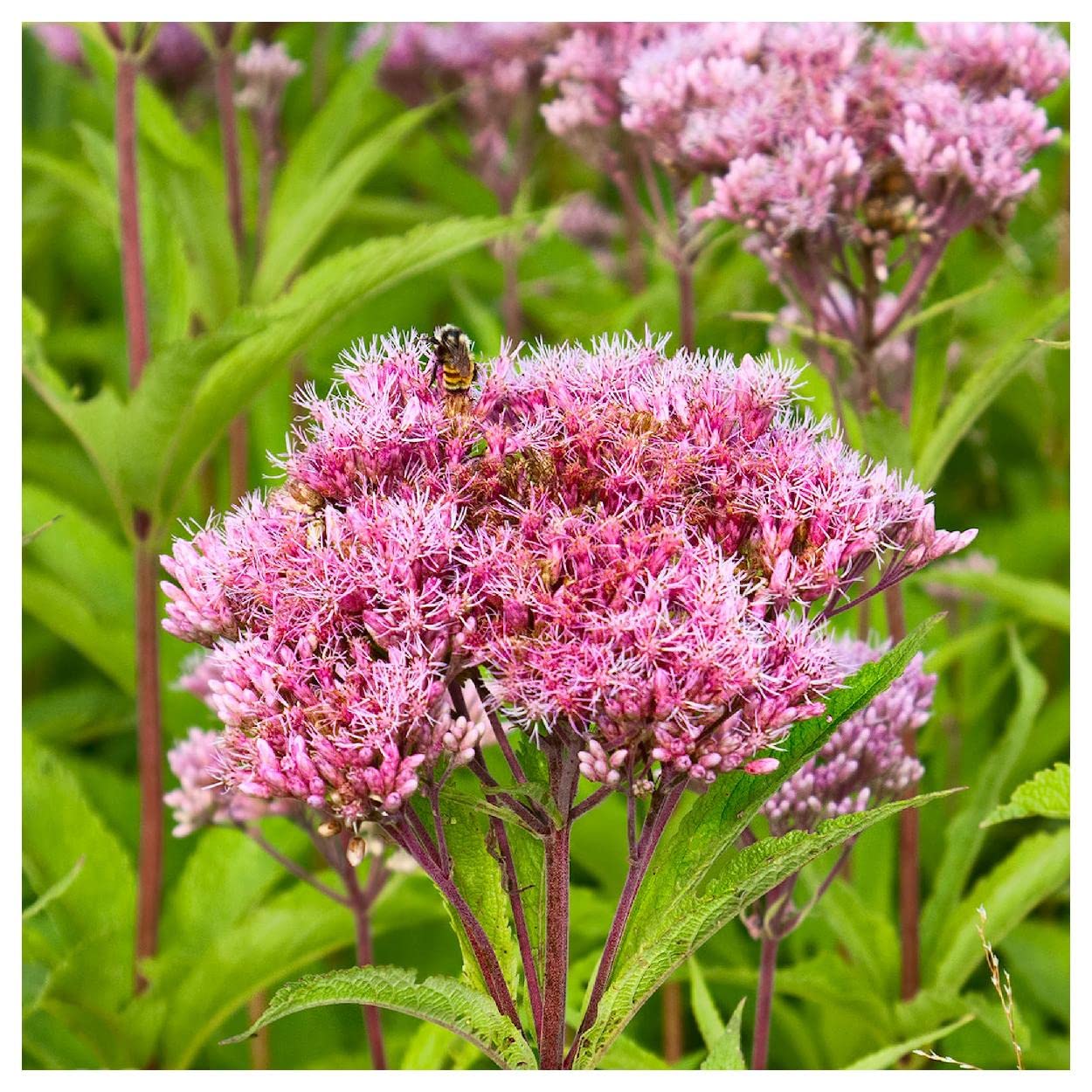 Everwilde Farms - 2000 Joe Pye Weed Native Wildflower Seeds - Gold Vault Jumbo Seed Packet for Pollinator Gardens & Natural Landscaping