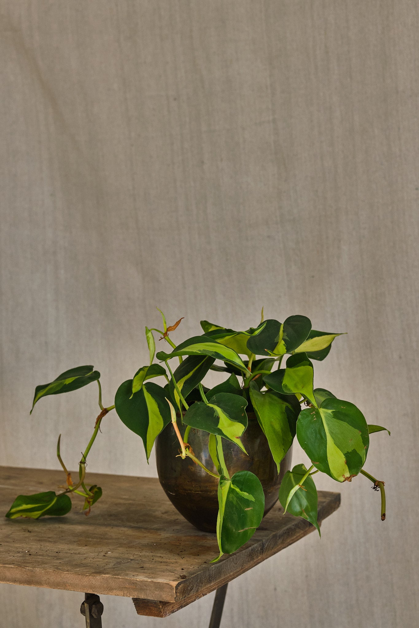 Philodendron Scandens Brasil - Heartleaf Philodendron Live Plant for Indoor Home Decor, Office, and Garden | Easy Care Houseplant for Beginners