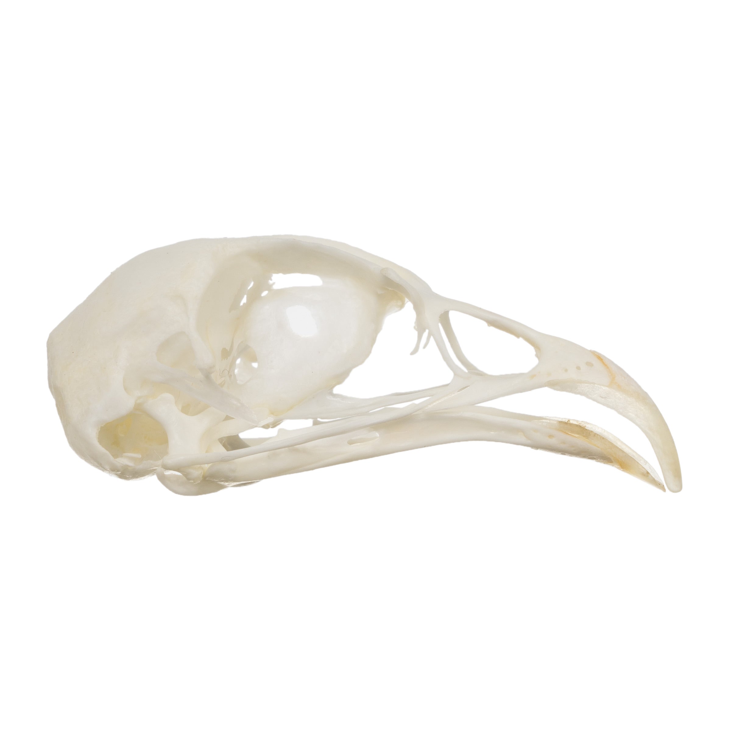 Authentic Hungarian Partridge Skull - Taxidermy Specimen for Home Decor, Gothic Display & Oddity Collections | Perfect for Halloween, Cabinets of Curiosities & Dark Aesthetic Rooms