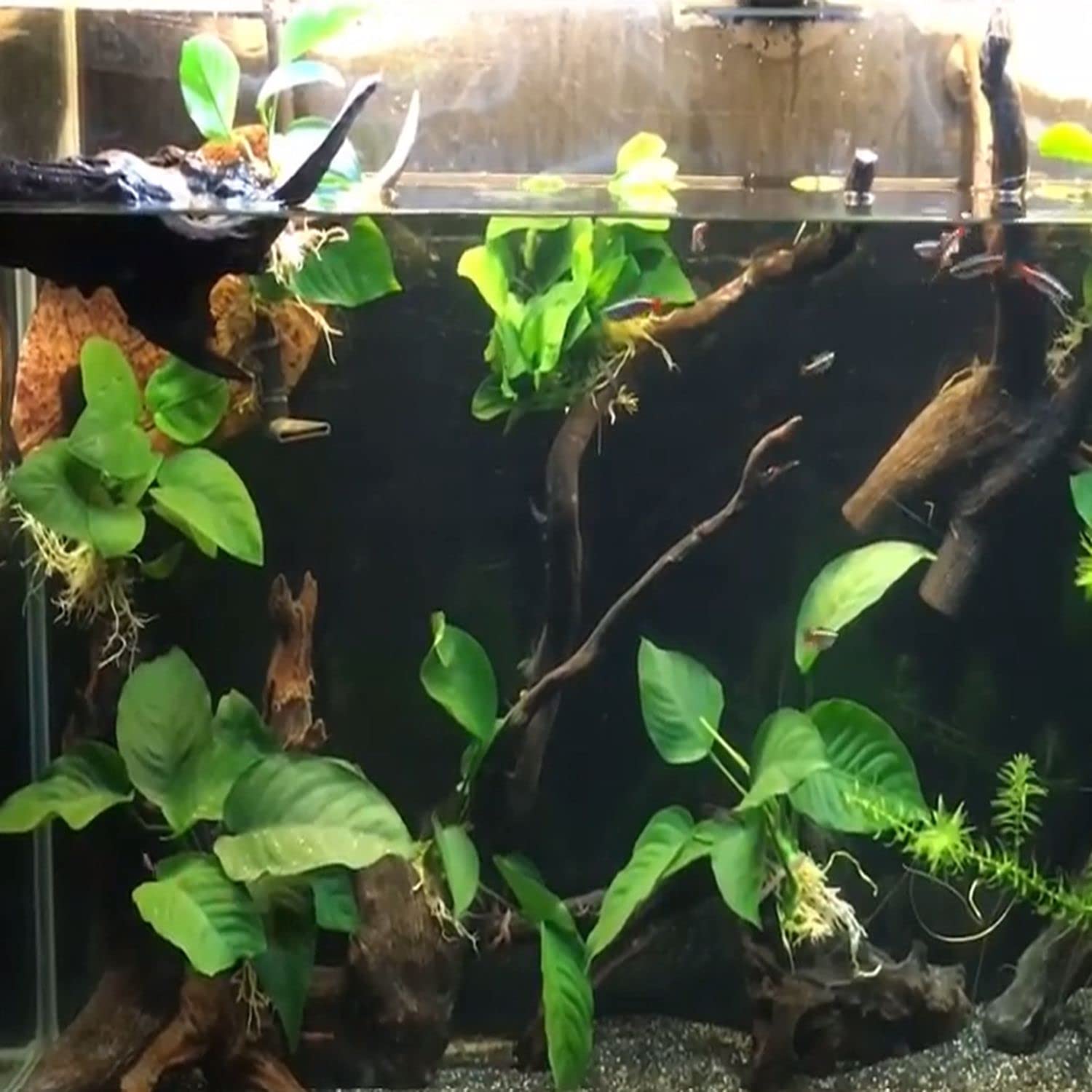 Anubias Barteri Broad Leaf Live Aquarium Plants - Freshwater Fish Tank Decorations - Aquatic Plants for Aquascaping & Shrimp Tanks - 3 Days Live Guaranteed - Perfect for Low Light Aquariums & Beginner Planted Tanks