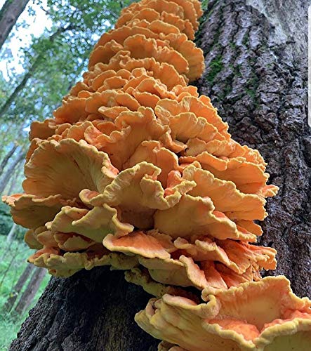 Premium Chicken of The Woods Mushroom Spawn - 1 oz Dried Mycelium Seeds for Growing Gourmet & Medicinal Mushrooms at Home | Outdoor Cultivation Only | Perfect for Gardeners, Foragers & Mushroom Enthusiasts